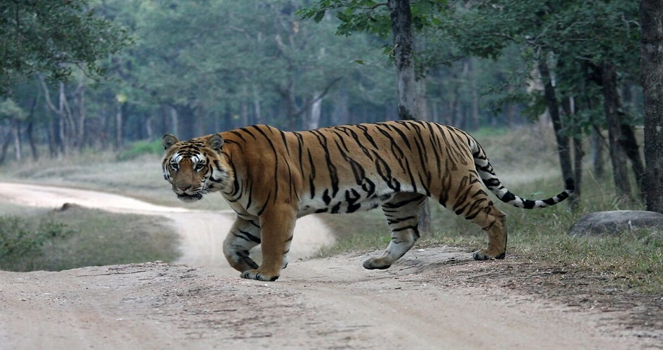 9 Famous Spots For Jungle Safari In Nepal