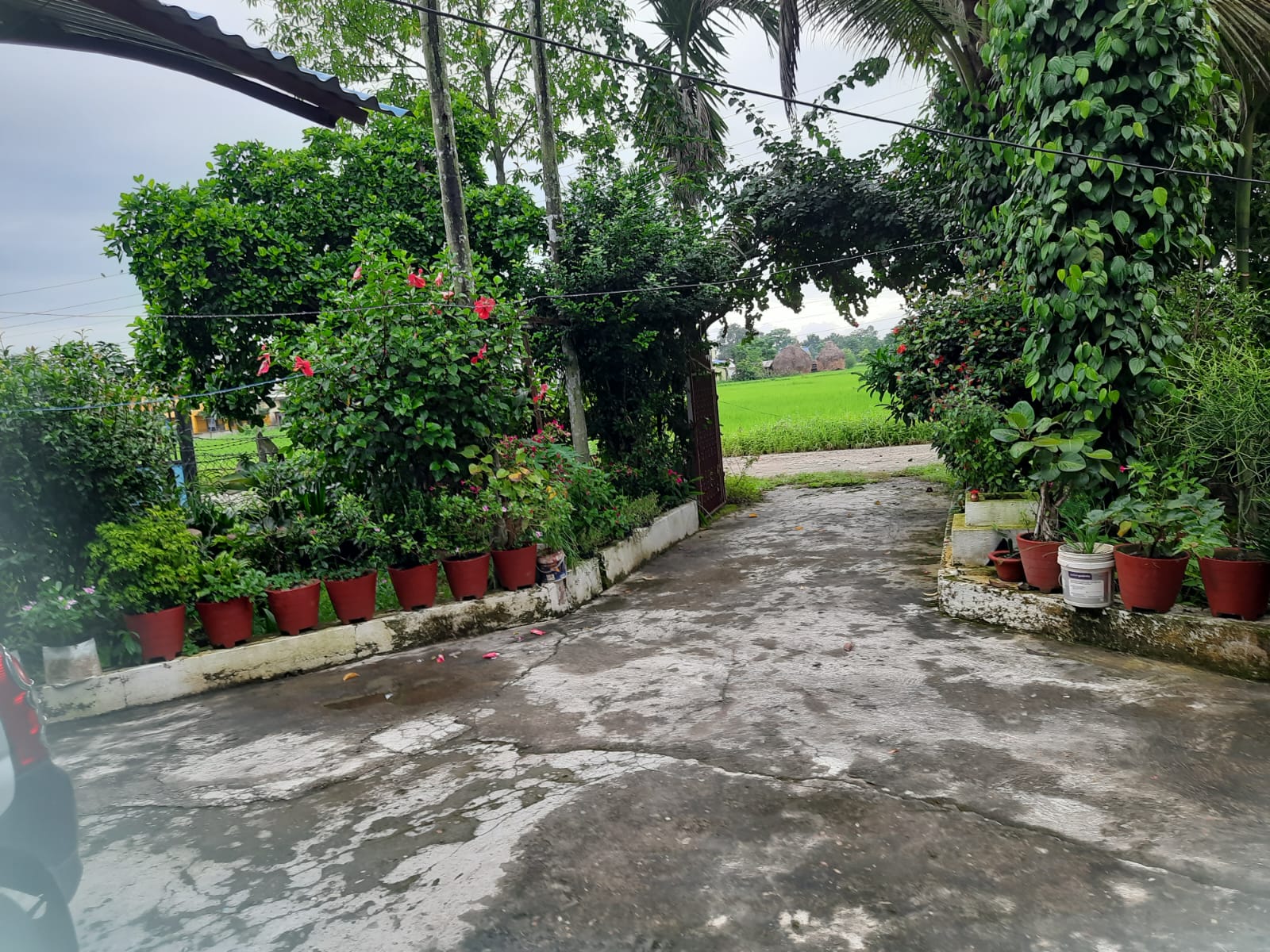 saral homestay%2C chitwan1