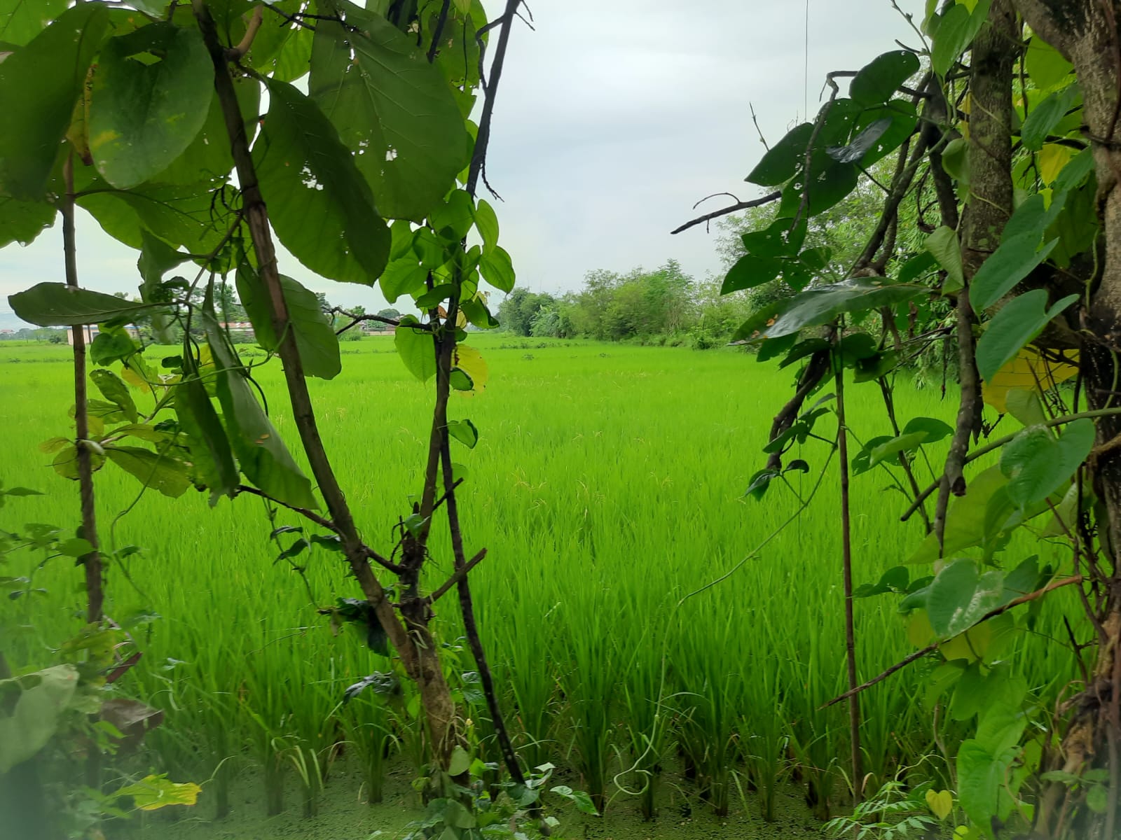 saral homestay%2C chitwan