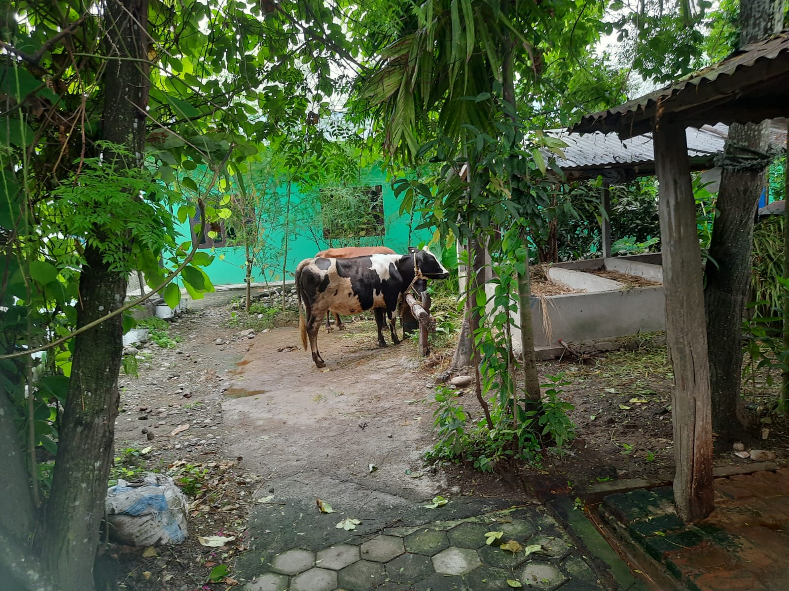 saral homestay%2C chitwan4