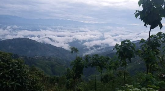 sanjibani jadibutti farmstay1