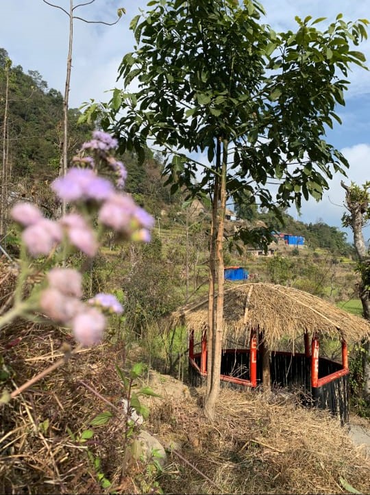 sanjibani jadibutti farmstay3