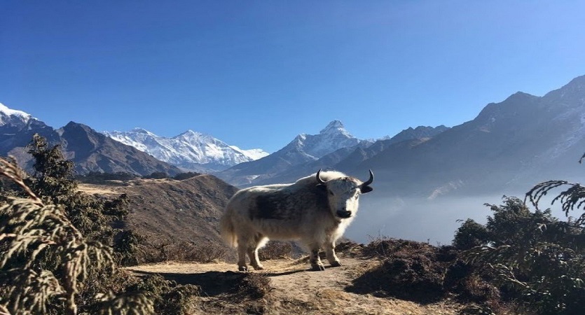 phaplu chola pass trekking package