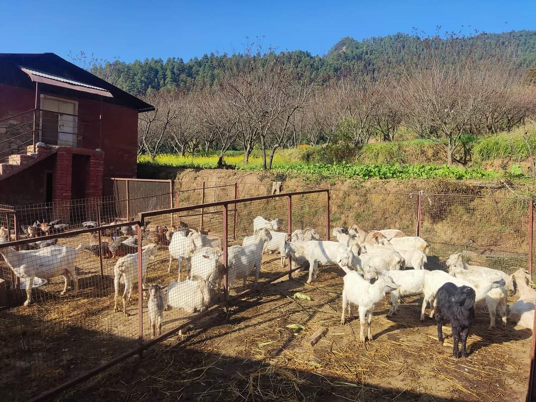 chitlang sheep farm