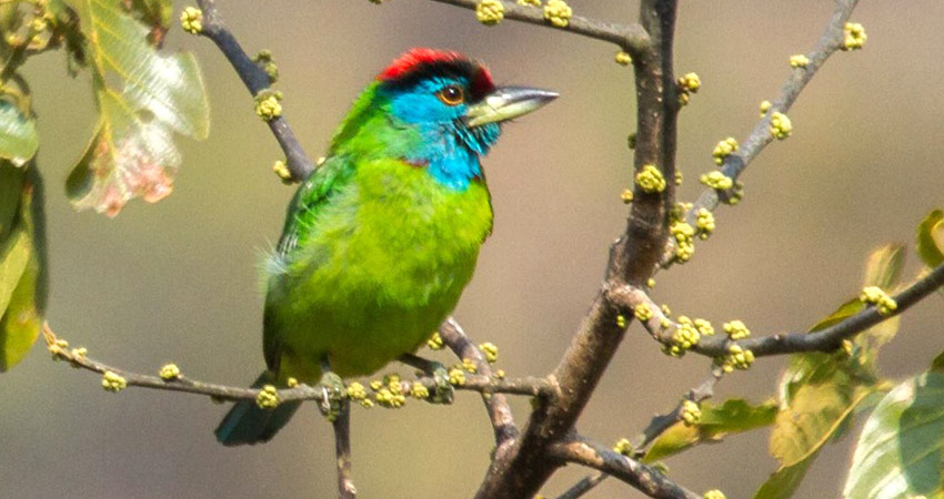 Bird Watching in Nepal: A bird lover's Paradise