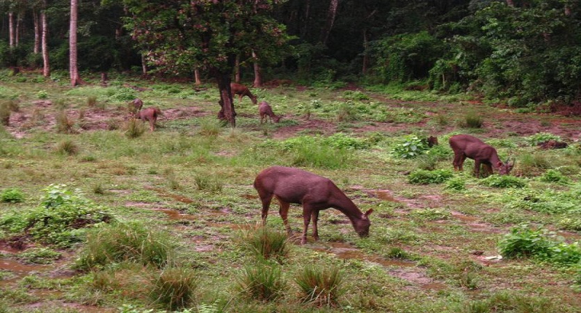 visit chitwan jungle