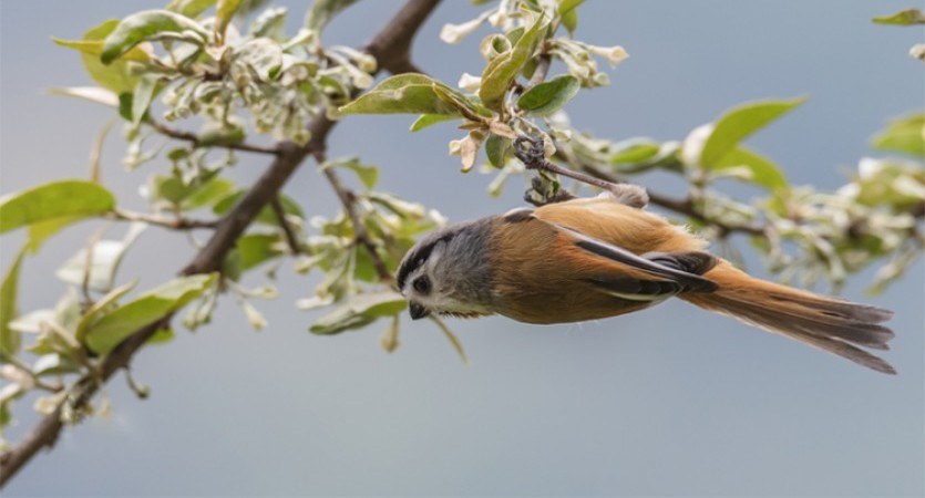 chitwan national park bird