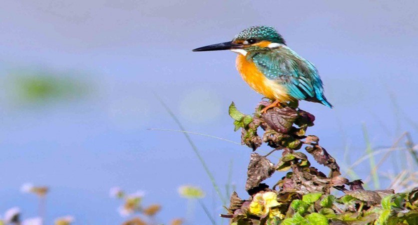 beautiful bird species