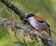 Godawari Phulchowki Bird Watching Tour