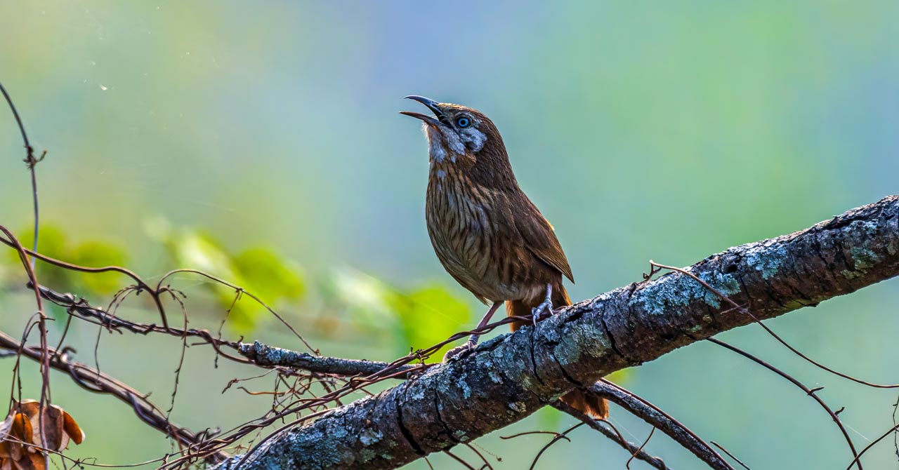 endemic birds of nepal