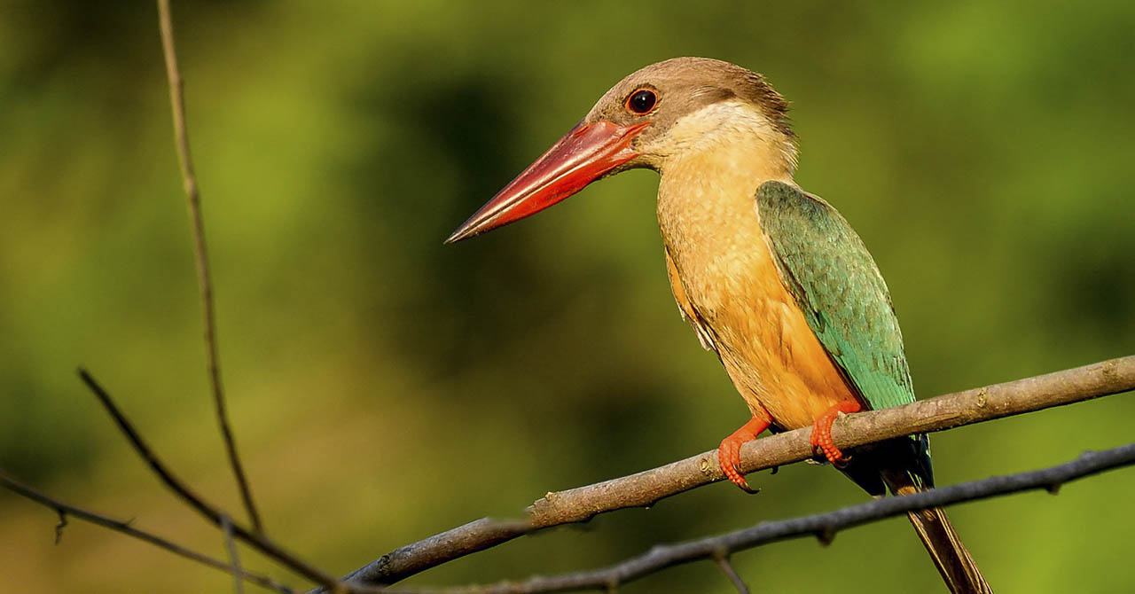 koshi tappu bird watching tours