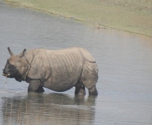 Bardia National Park Jungle Safari