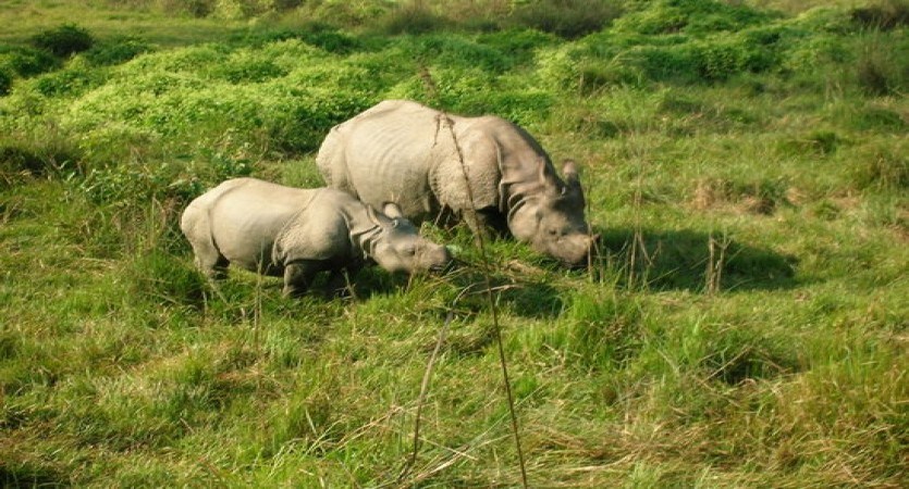 rhino breeding in chitwan