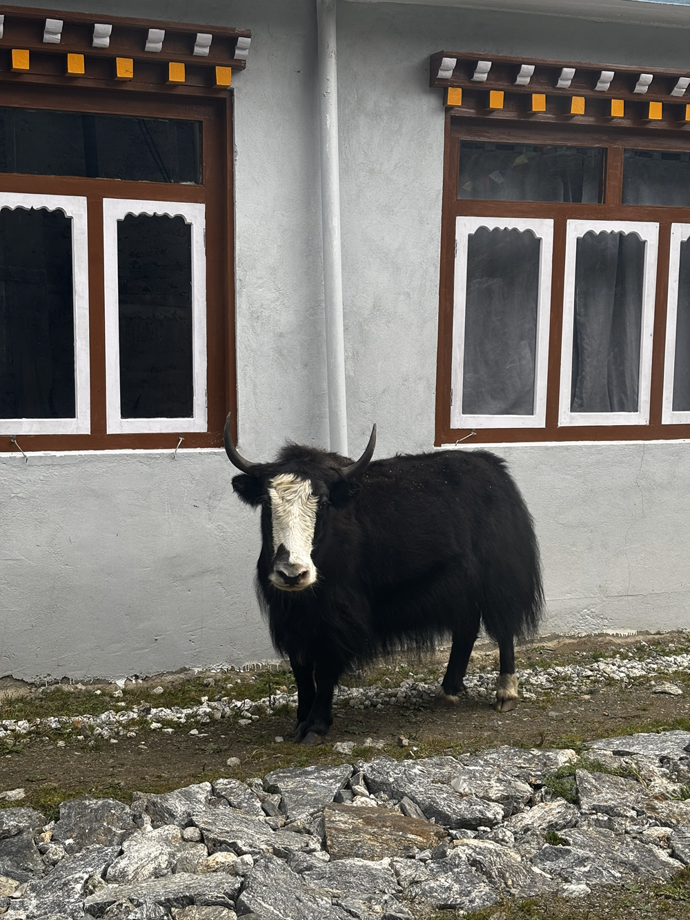 langtang valley trek reviews