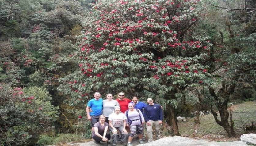 poonhill rhododendron forest